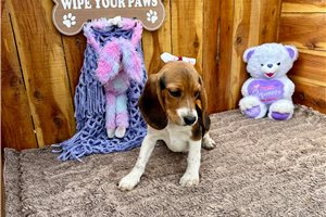 Madison - Beagle for sale