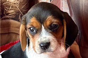 Millie - puppy for sale