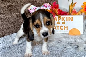 Kristen - Beagle for sale