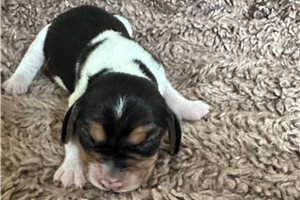 Catherine - puppy for sale
