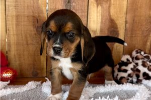 Mateo - puppy for sale