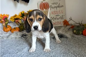 Jonah - Beagle for sale