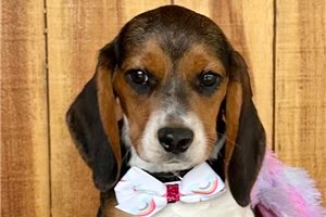 Mila - Beagle for sale