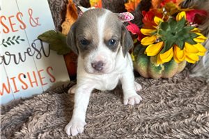 Beverly - Beagle for sale
