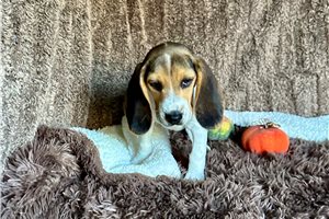 Jonah, a Beagle puppy