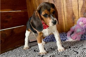 Mila - Beagle for sale