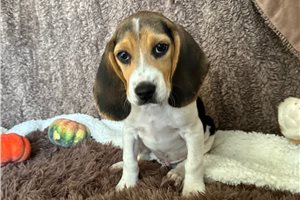 Jonah - Beagle for sale