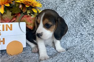 Mena - Beagle for sale