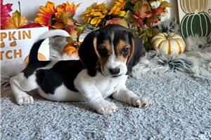 Rupert - puppy for sale