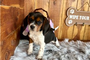 Mila - Beagle for sale