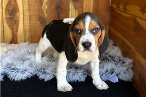Martin - Beagle for sale