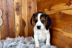 Maeve - puppy for sale