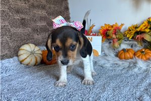 Catherine - Beagle for sale