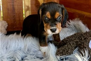 Shiloh - Beagle for sale