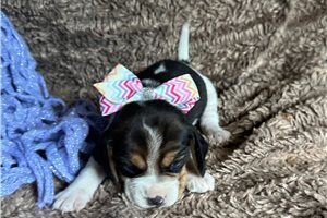 Idina - Beagle for sale
