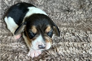 Ullf - Beagle for sale