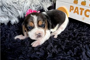 Idina - Beagle for sale