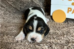Jonah - Beagle for sale