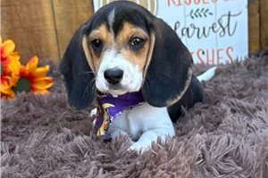Rupert - Beagle for sale