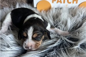 Kristen - Beagle for sale