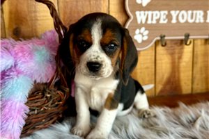Melody - Beagle for sale