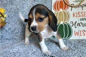 Kristen - Beagle for sale