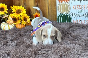 Beckett - Beagle for sale