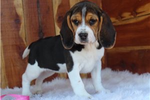Justene - Beagle for sale
