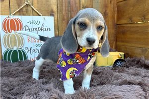 Beth, a Beagle puppy