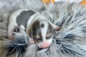 Beverly - Beagle for sale
