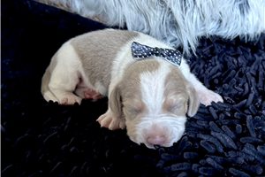 Beckett - Beagle for sale
