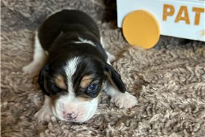 Rupert - Beagle for sale
