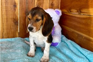 Madison - Beagle for sale