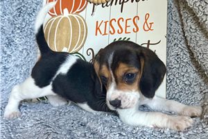 Rupert - Beagle for sale
