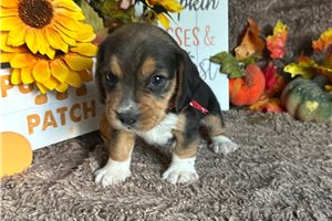 Rollo - Beagle for sale