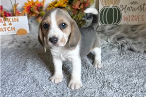 Beckham - Beagle for sale