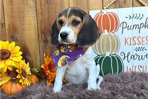 Jonah - Beagle for sale