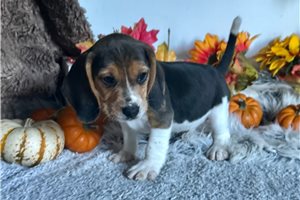 Bruno - puppy for sale