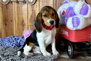 Madison - Beagle for sale