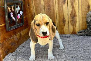 Nevaeh - Beagle for sale