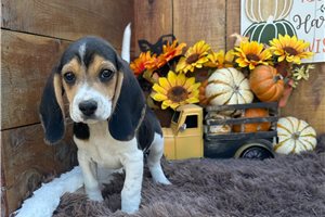 Rupert - Beagle for sale