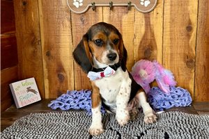 Mila - Beagle for sale