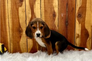 Chase - puppy for sale