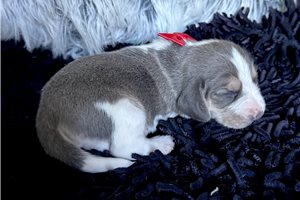 Beckham - Beagle for sale