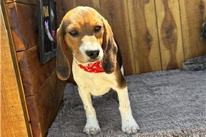 Madison - Beagle for sale