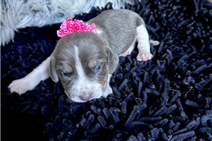 Beth - Beagle for sale