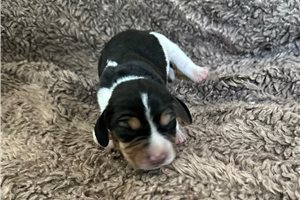 Bruno - puppy for sale
