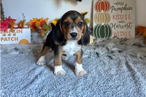 Rollo - Beagle for sale
