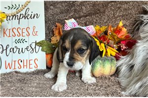 Naomi - Beagle for sale