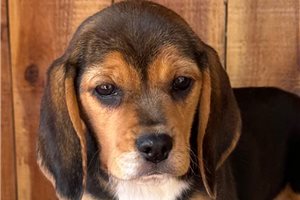 Maria - Beagle for sale